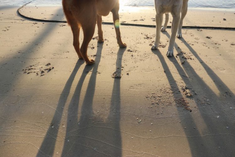 砂浜に立つ二匹の犬の後ろ姿