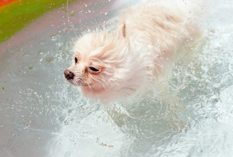 愛犬のための「自宅で水遊び」アイデア、便利グッズ5つ