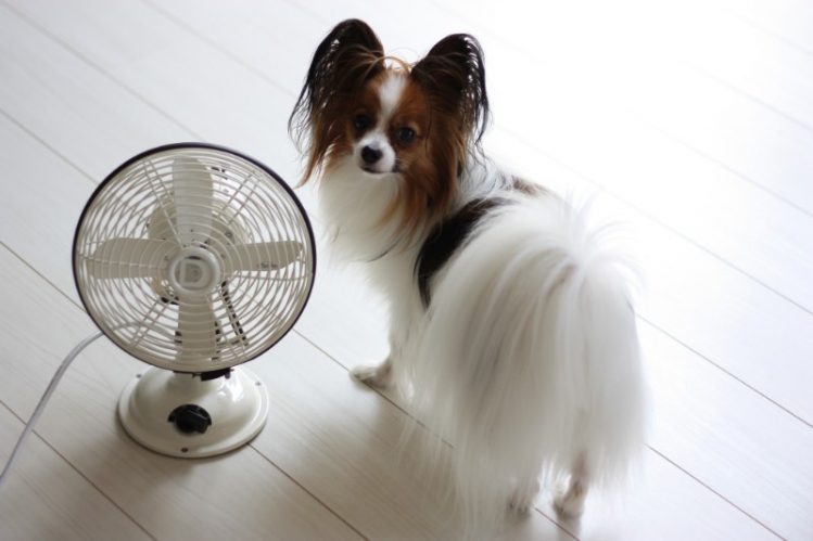 「犬に扇風機」は無意味？使用前に知っておきたい6つのこと