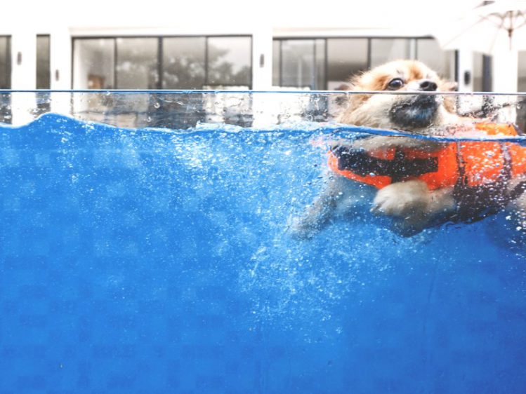 犬用プールがある関東のオススメ施設10選