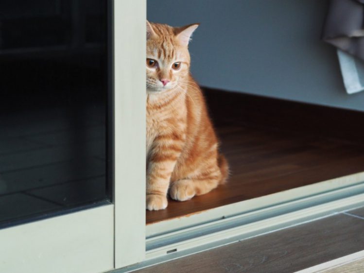 窓からこちらをみる猫