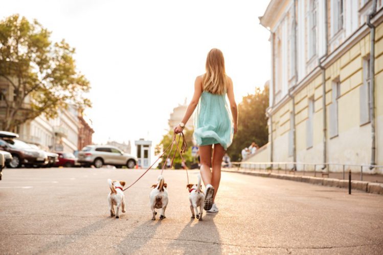 3匹の犬を散歩させる女性