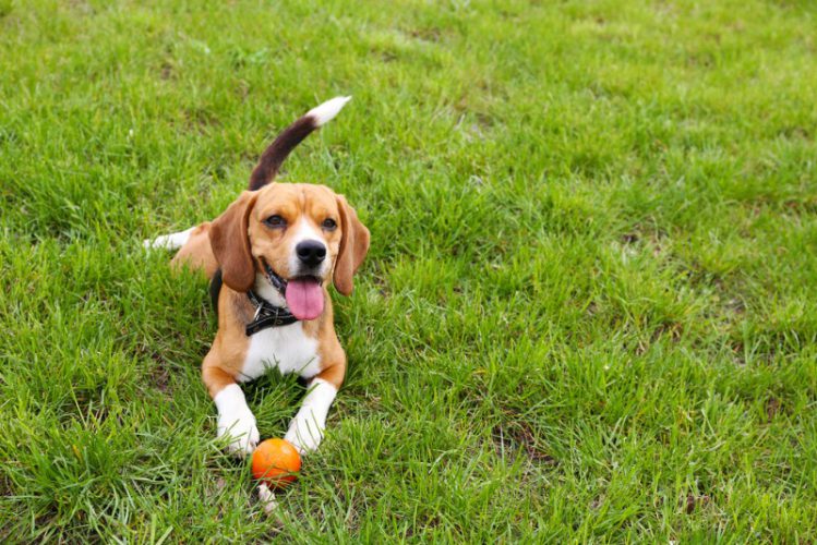 芝生でボール遊びをするビーグル