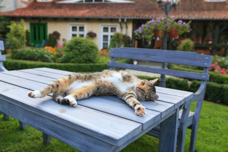 ベンチで横になる猫