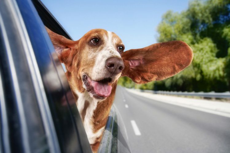 車の窓から顔を出す耳の大きな犬