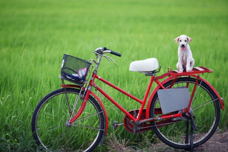 自転車の荷台に乗る犬