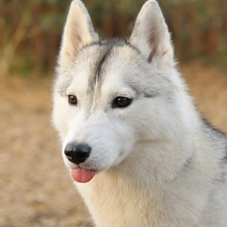 ハスキー犬いろは