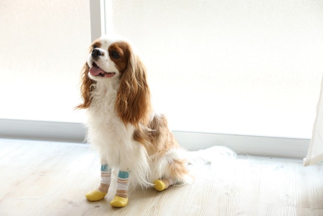 犬用靴下のお悩みを解消 脱げにくい犬用靴下 Skitter Plus スキッタープラス が6月19日に新発売 Qpet ｷｭｰﾍﾟｯﾄ