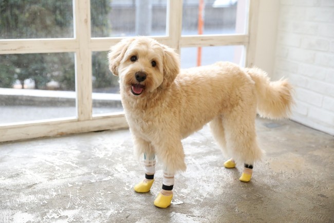 犬用靴下のお悩みを解消 脱げにくい犬用靴下 Skitter Plus スキッタープラス が6月19日に新発売 Qpet ｷｭｰﾍﾟｯﾄ