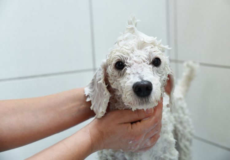 シャンプー中の白い毛並みの犬
