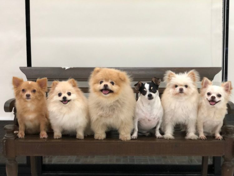 ベンチの上に並ぶ六匹の犬