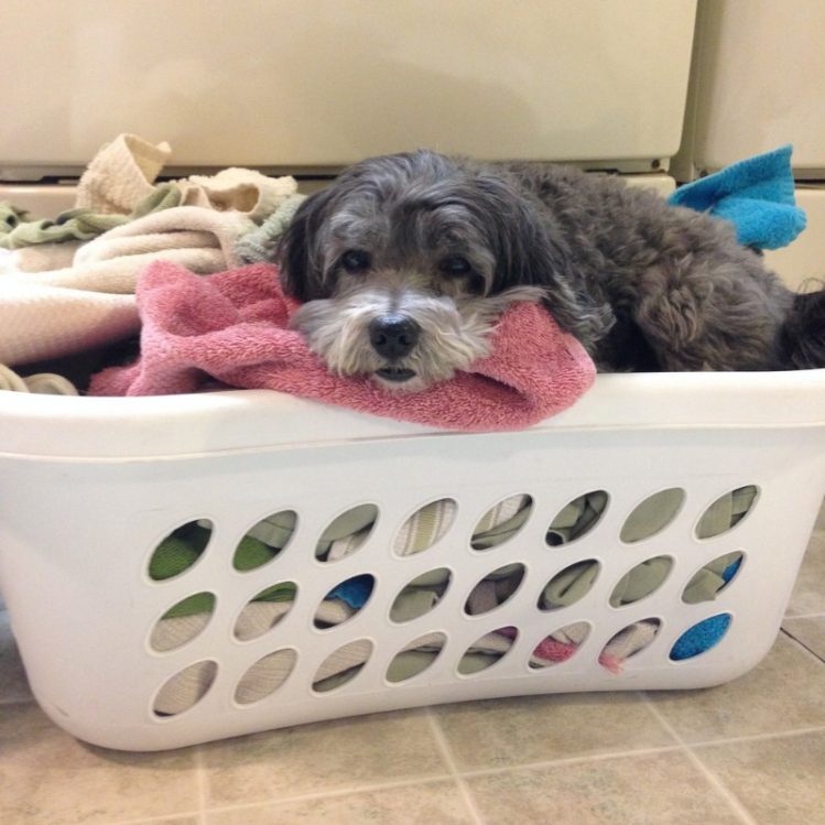 洗濯物の上で眠る犬
