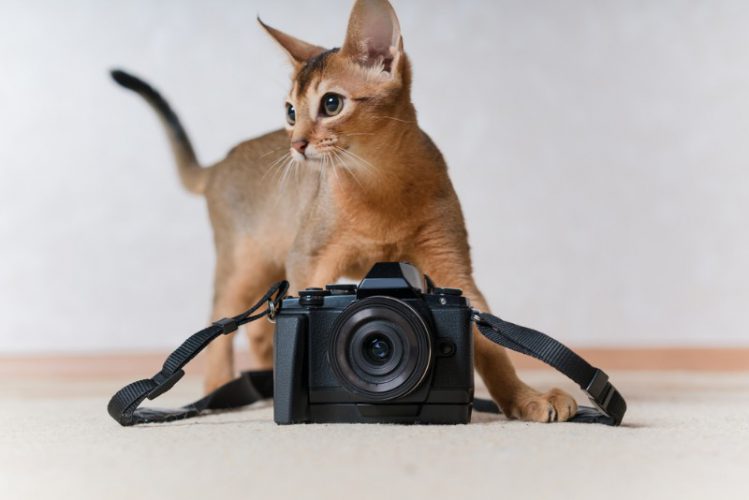 子猫とカメラ