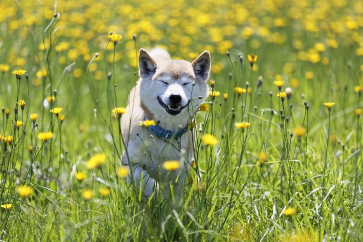 花畑の中を走る柴犬