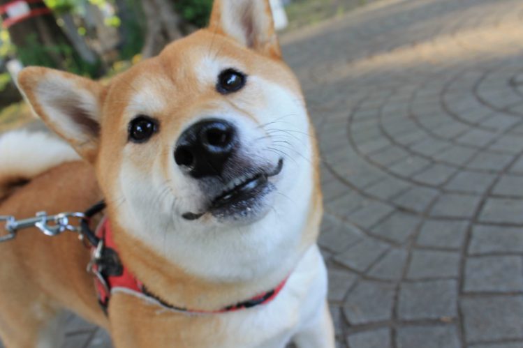 【青山霊園は犬の散歩に最適？】青山・乃木坂の犬の散歩コース開拓。ドッグカフェ、犬OKカフェ＆レストランは13店！