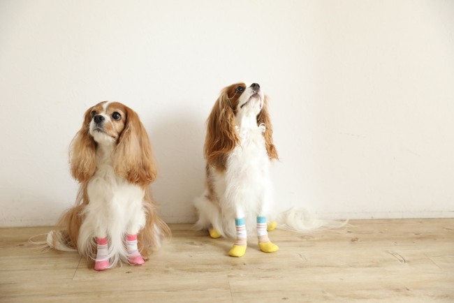 犬用靴下のお悩みを解消？脱げにくい犬用靴下『Skitter PLUS（スキッタープラス）』が6月19日に新発売！