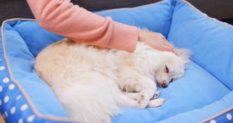 ベッドで眠る愛犬を撫でている女性