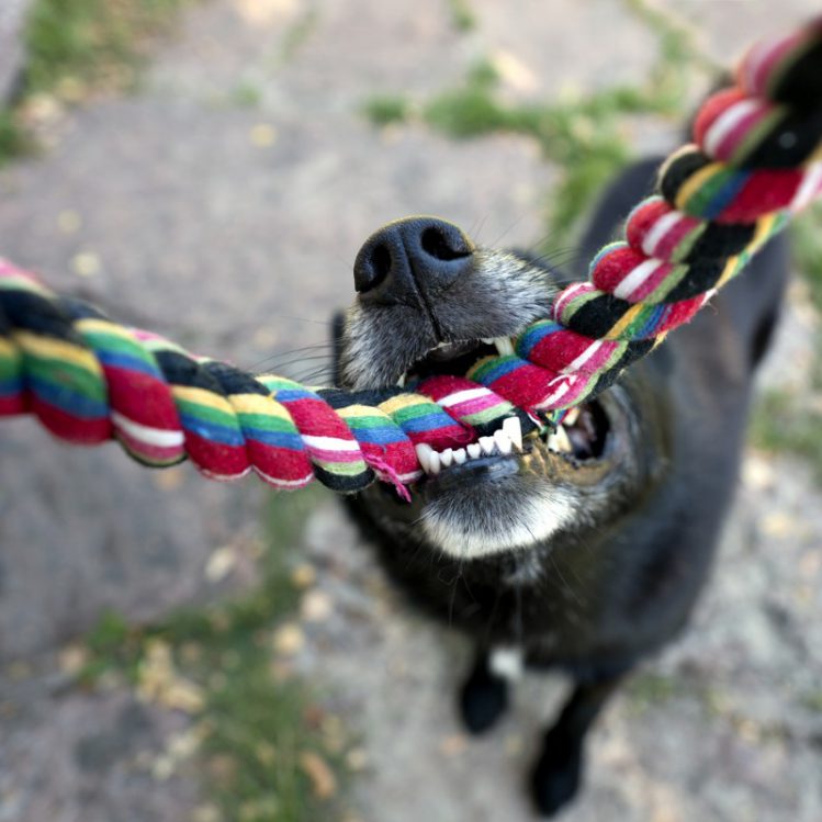 ロープのおもちゃを噛む犬