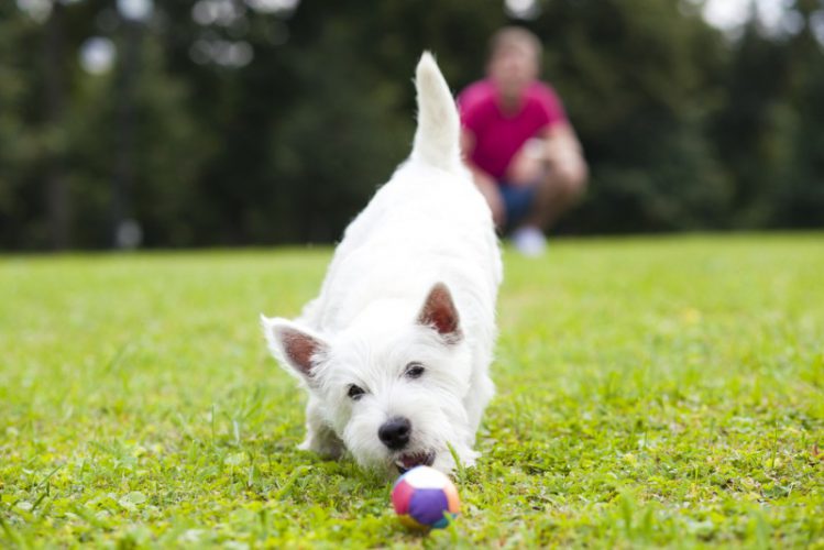 白い犬が屋外でボール遊びをしている様子