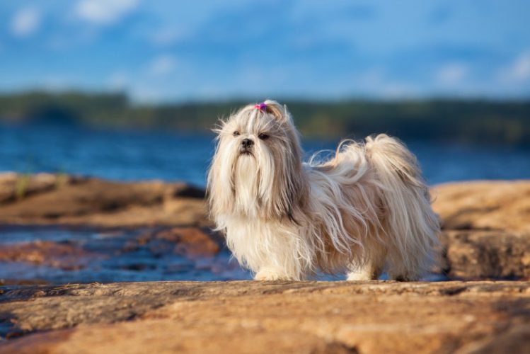 水辺に立っているシーズー犬