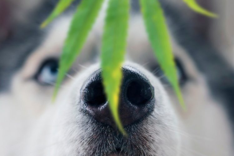 植物のニオイを嗅ぐハスキー犬