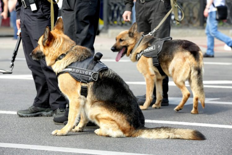 警察犬と警察の仕事の様子