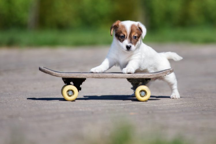 子犬がスケートボードに前足をかける様子