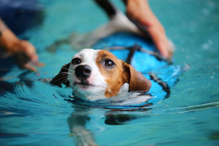 愛犬と一緒に泳げるプール【関東】
