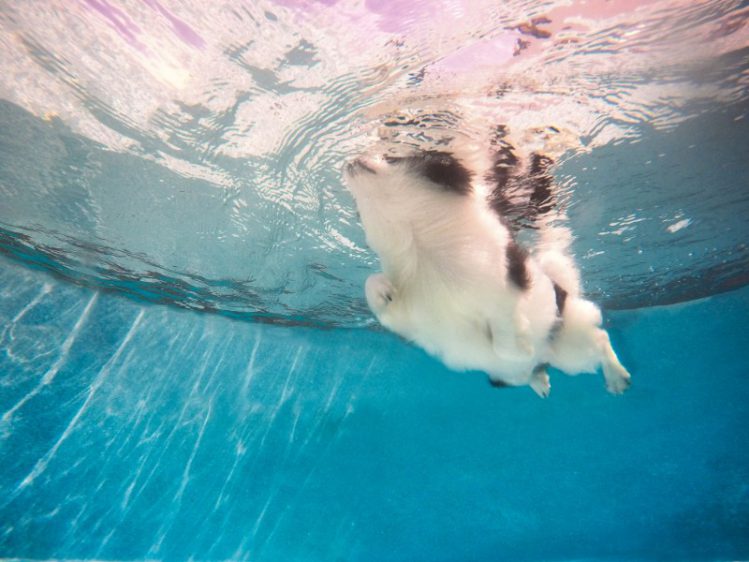 プールで泳ぐ犬を下から見た様子
