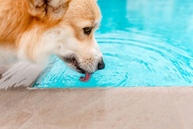 犬と一緒に泳げるプール【関西】