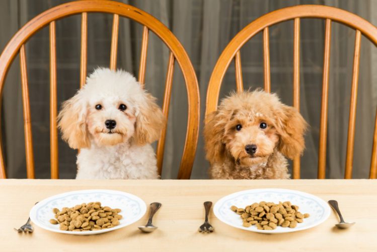 【犬の食育】人間用のテーブルで食事する２匹のトイプードル