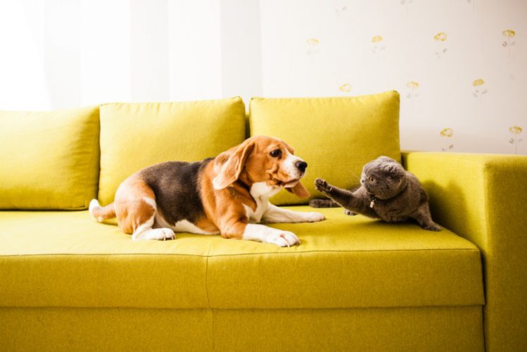 ソファの上で喧嘩する犬と猫