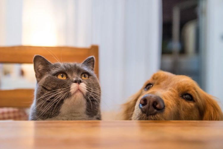 机に顔を出している猫と犬