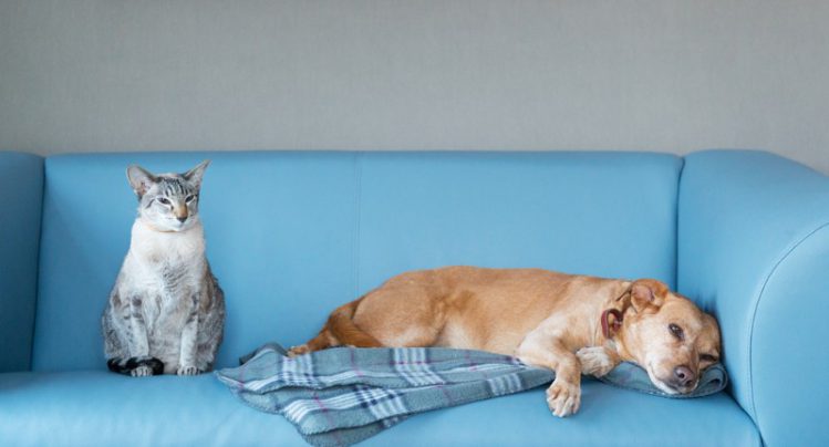 ソファの上にいる犬と猫