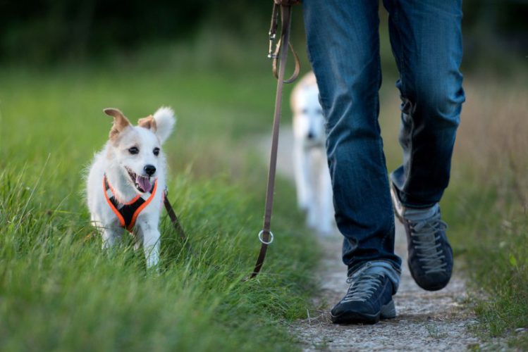２匹の犬と散歩している男性