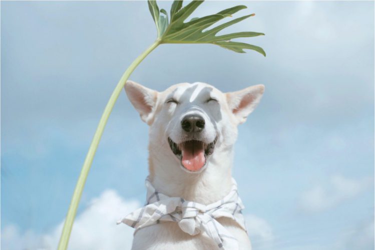 笑顔の白い犬