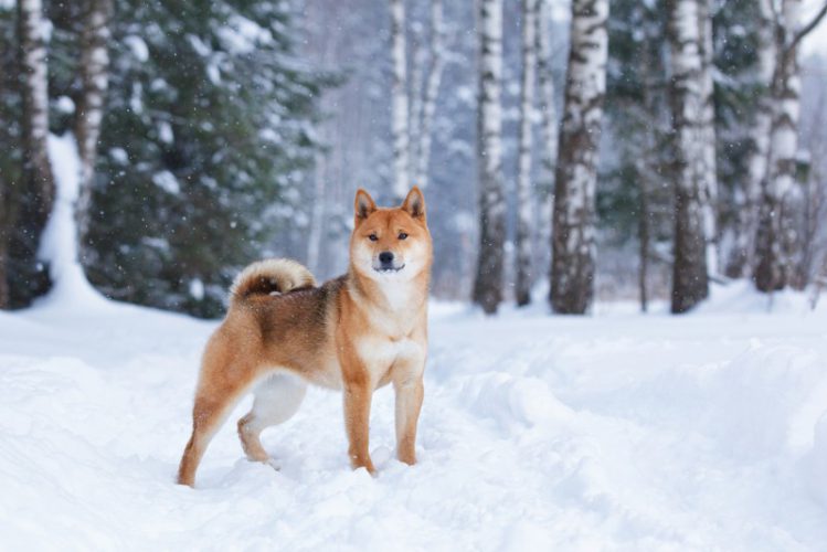 雪の中に佇む柴犬