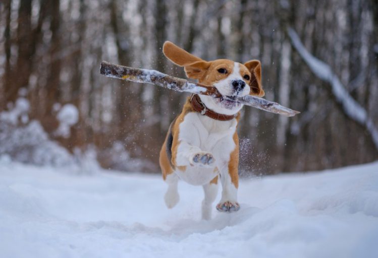 雪山を走る犬