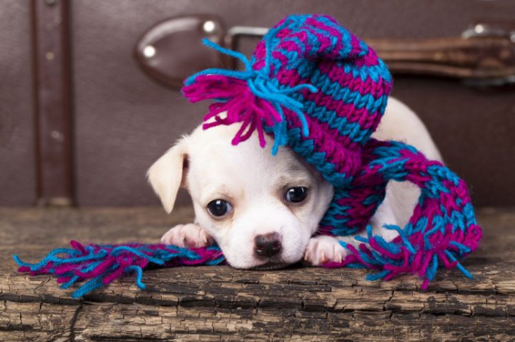 【獣医師監修】犬のヒートショックに要注意！寒暖差が与える影響は人間だけじゃない
