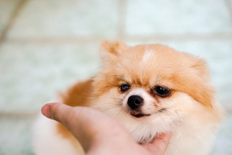 犬が手のひらに顎を乗せる５つの理由