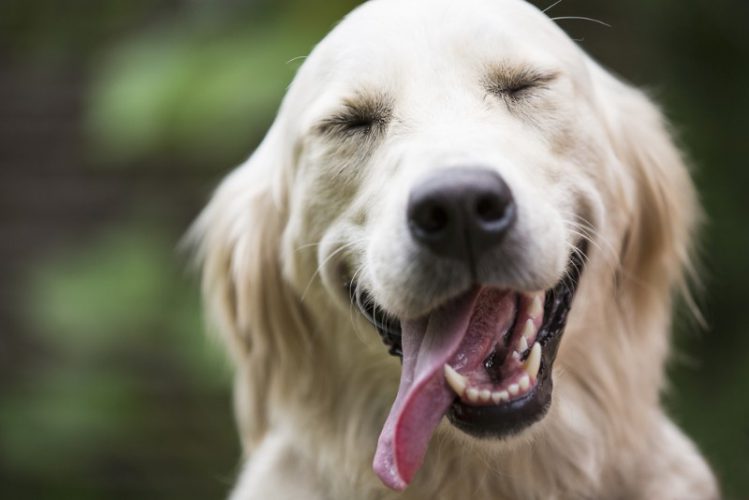 犬の幸福度がわかる6つのチェックポイント