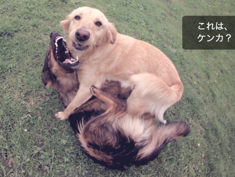 犬同士の「喧嘩」と「じゃれあい」を見分けるポイント