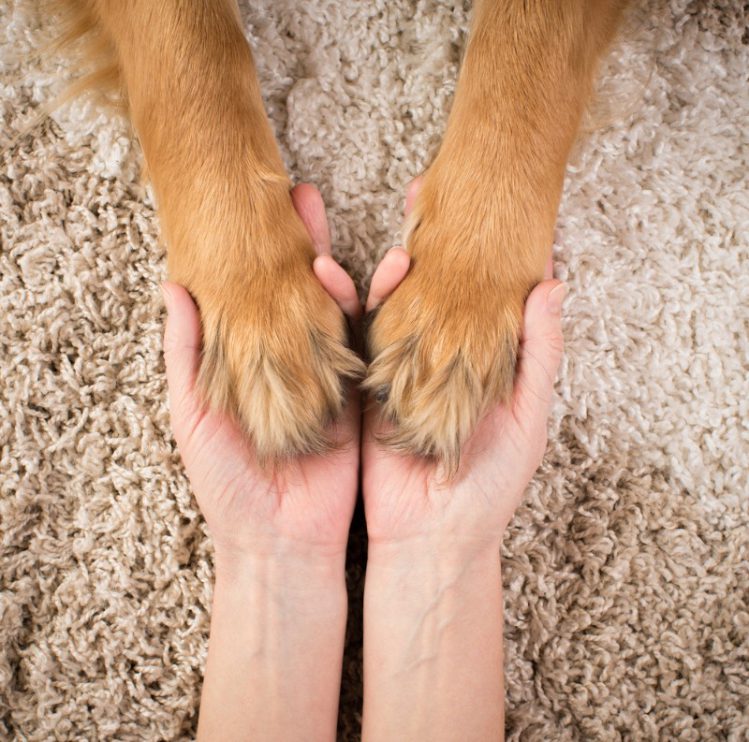愛犬の前足を握る女性の手元