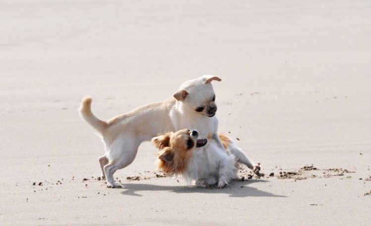 砂浜で喧嘩する２匹のチワワ