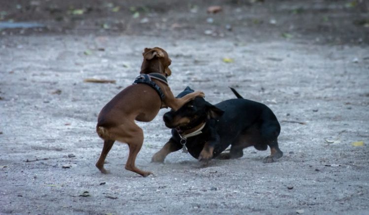 犬同士の喧嘩に遭遇！飼い主が仲裁に入る際の注意点