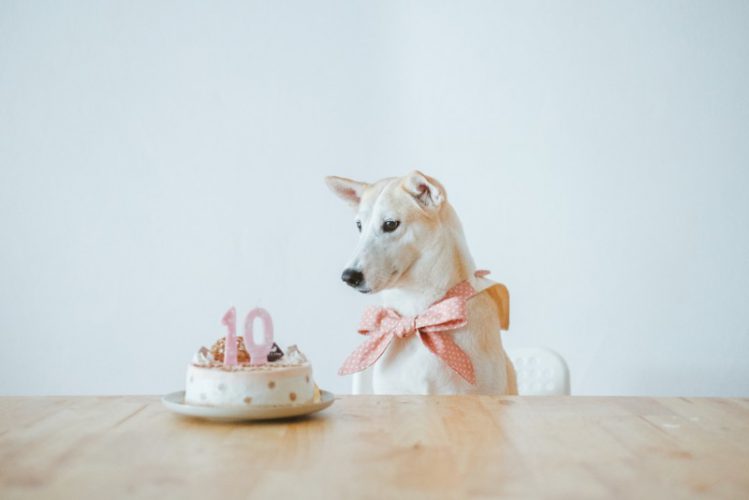 犬とバースデーケーキ