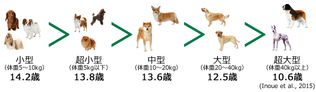 犬の平均寿命（超小型犬・小型犬・中型犬・大型犬・超大型犬）