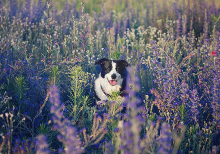 花畑の中に佇む犬