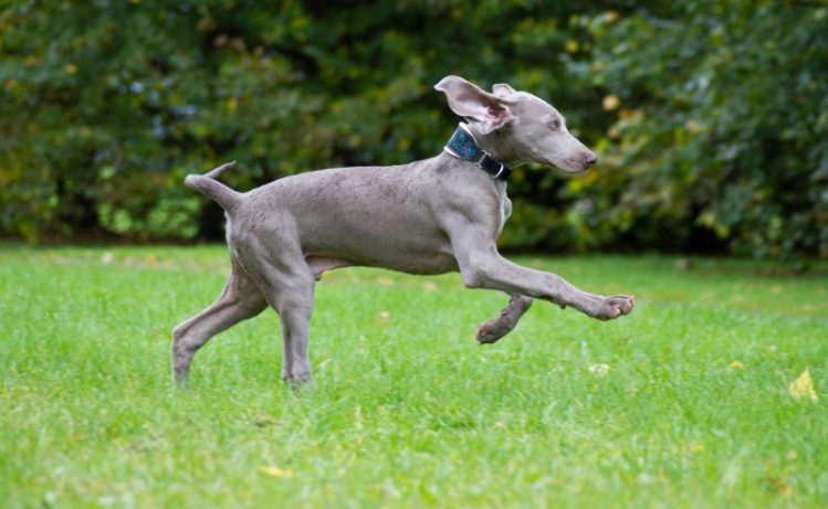 草むらを走るグレーの犬