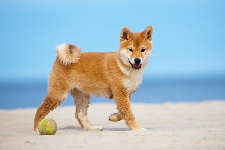 浜辺で遊ぶ柴犬
